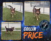 adoptable Dog in Pearland, TX named COLLIN PRICE