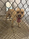 adoptable Dog in Pearland, TX named MR. WORLDWIDE