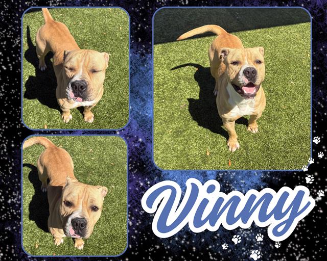 adoptable Dog in Pearland, TX named VINNY