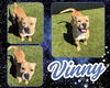 adoptable Dog in Pearland, TX named VINNY