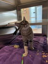 adoptable Cat in Pearland, TX named CHERRY JUBILEE