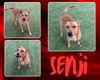 adoptable Dog in Pearland, TX named SENJI