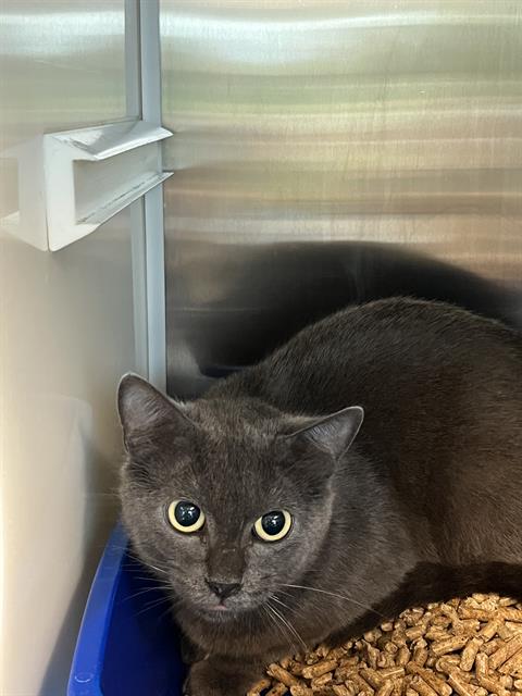 picture of the cat needing adoption