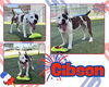 adoptable Dog in  named GIBSON