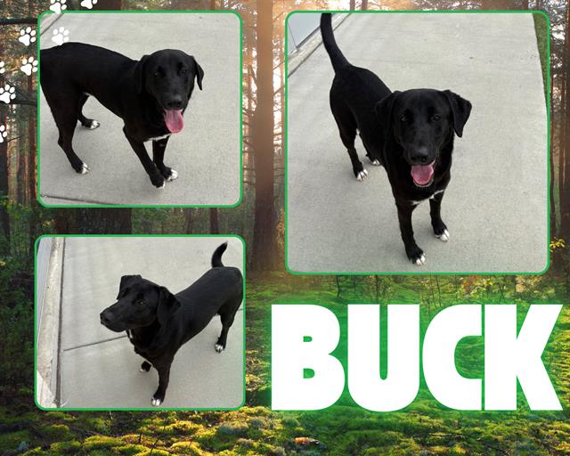adoptable Dog in Pearland, TX named BUCK