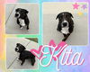 adoptable Dog in Pearland, TX named KITA