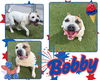 adoptable Dog in Pearland, TX named BOBBY