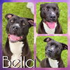 adoptable Dog in Pearland, TX named BELLA