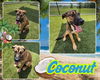 adoptable Dog in Pearland, TX named COCONUT