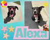 adoptable Dog in Pearland, TX named ALEXA