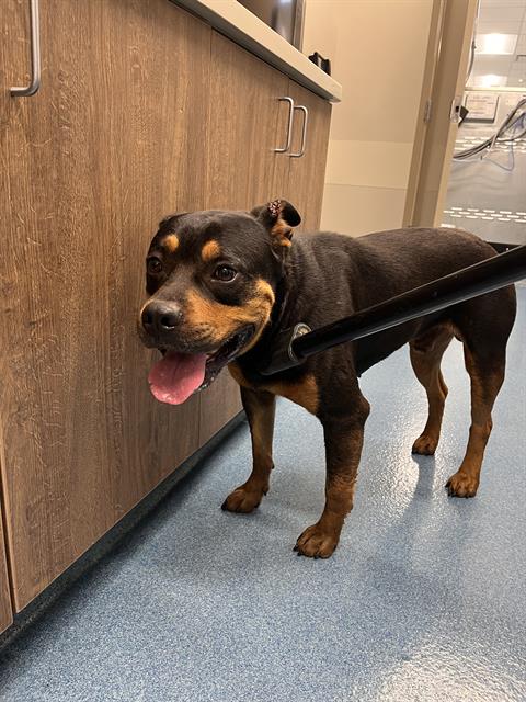 adoptable Dog in Pearland, TX named GEODUDE