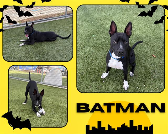 adoptable Dog in Pearland, TX named BAT MAN