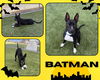 adoptable Dog in Pearland, TX named BAT MAN