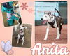 adoptable Dog in  named ANITA