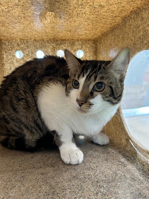 adoptable Cat in Pearland, TX named CARL