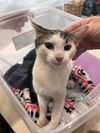 adoptable Cat in Pearland, TX named MARIGOLD