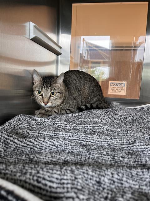 adoptable Cat in Pearland, TX named HEIDI