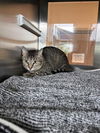 adoptable Cat in Pearland, TX named HEIDI