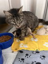 adoptable Cat in  named GEMINI