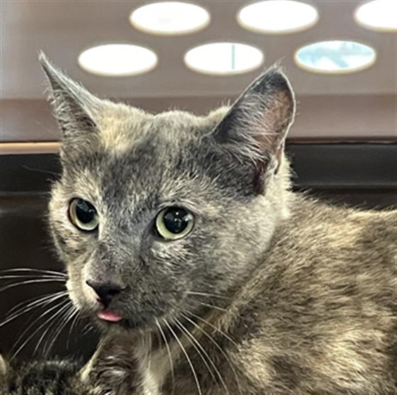 adoptable Cat in Pearland, TX named QUINN