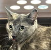 adoptable Cat in Pearland, TX named QUINN