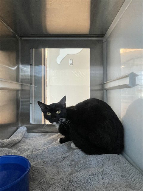adoptable Cat in Pearland, TX named CAPTAIN HOOK