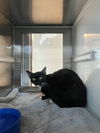 adoptable Cat in Pearland, TX named CAPTAIN HOOK