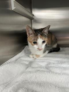 adoptable Cat in Pearland, TX named JEAN