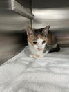 adoptable Cat in Pearland, TX named JEAN