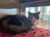 adoptable Cat in  named DELILAH