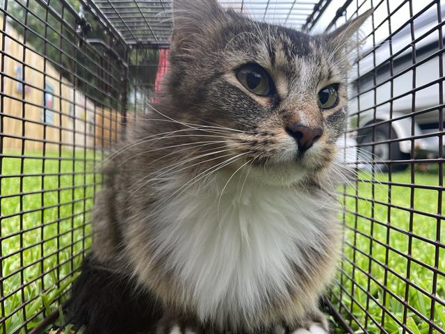 adoptable Cat in Pearland, TX named PRICILLA