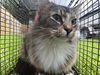 adoptable Cat in  named PRICILLA