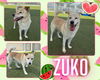 adoptable Dog in Pearland, TX named ZUKO