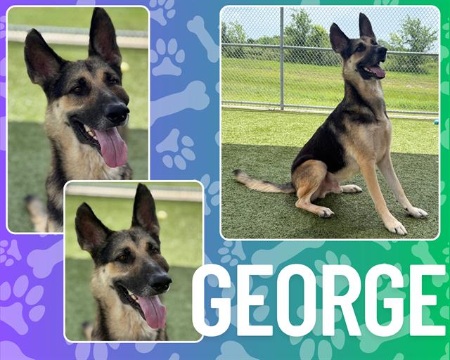 adoptable Dog in Pearland, TX named GEORGE