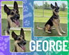 adoptable Dog in Pearland, TX named GEORGE