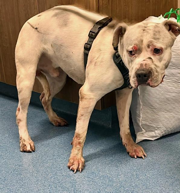 adoptable Dog in Pearland, TX named MACK