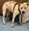 adoptable Dog in Pearland, TX named MACK