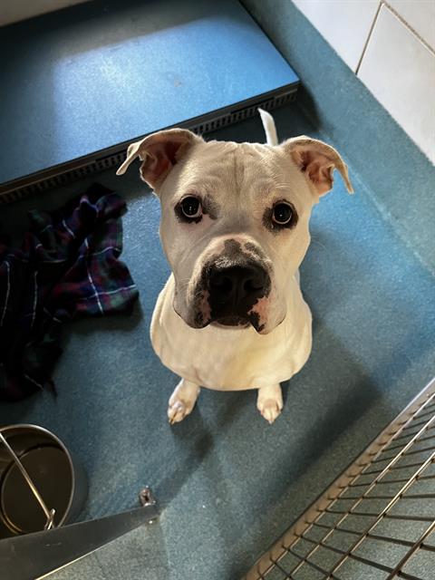 picture of the dog needing adoption