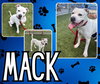 MACK - Photo 1