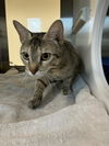 adoptable Cat in Pearland, TX named TALIA