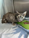 adoptable Cat in Pearland, TX named FEISTY