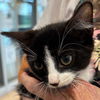 adoptable Cat in Pearland, TX named KE$HA