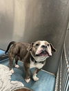 adoptable Dog in  named KYLE