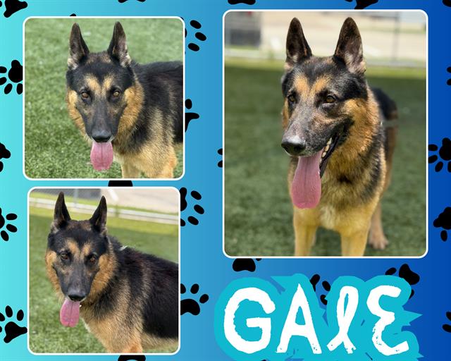 adoptable Dog in Pearland, TX named GALE