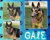 adoptable Dog in Pearland, TX named GALE