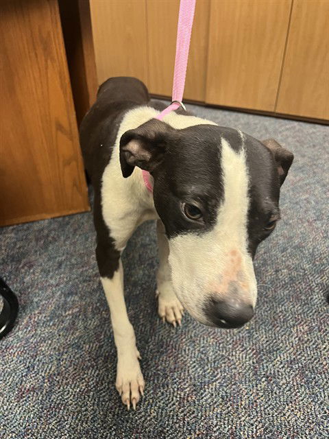 adoptable Dog in Pearland, TX named BEN