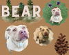 adoptable Dog in  named BEAR