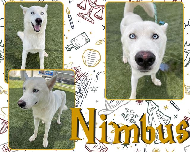 adoptable Dog in Pearland, TX named NIMBUS