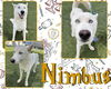 adoptable Dog in  named NIMBUS