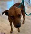 adoptable Dog in Pearland, TX named BLINK